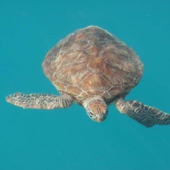 Turtles are a common sight when hiring a yacht in the Whitsundays