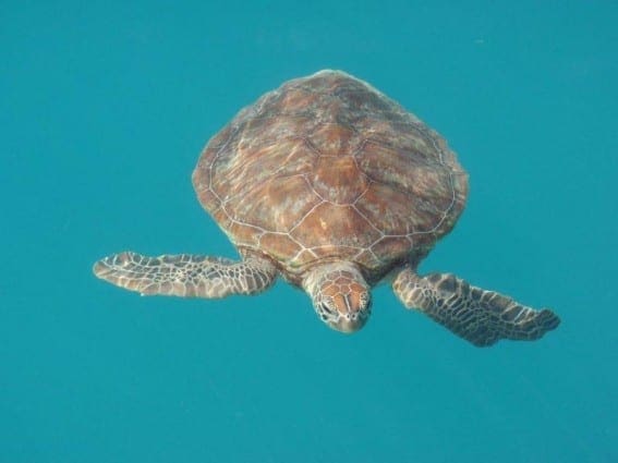 Turtles are a common sight when hiring a yacht in the Whitsundays