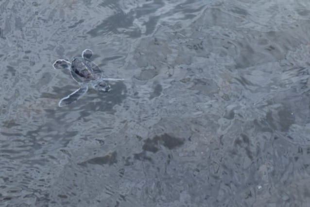 Baby turtle swimming Whitsunday Escape