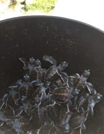 Bucket of baby turtles rescued in Airlie Beach by Whitsunday Escape staff and families