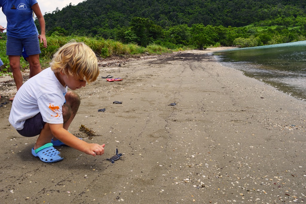 Releasing turtles into the wild on a secluded Whitsunday beach