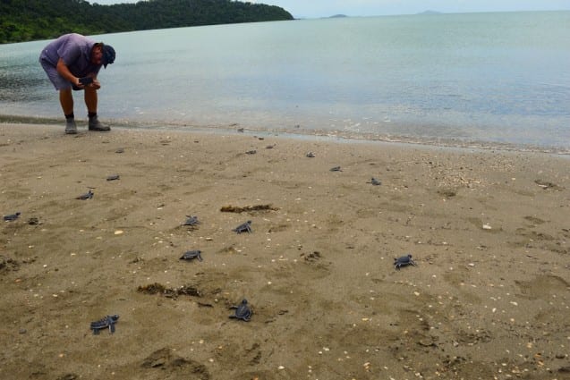 Releasing baby turtles in safety on a secluded Whitsunday beach