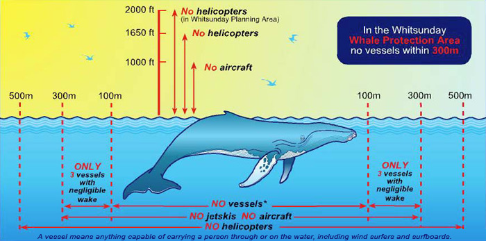 Rules for whale watching in the Whitsundays