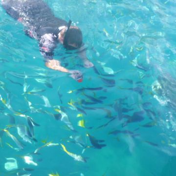 Snorkelling Great Barrier Reef Whitsundays