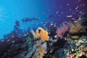 scuba dive sites int he Whitsundays with vibrant healthy coral