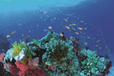 see amazing healthy coral reef ecosystems when you scuba dive the Whitsundays
