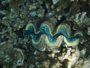 giant clam in the Whitsundays in the Great Barrier Reef Marine Park