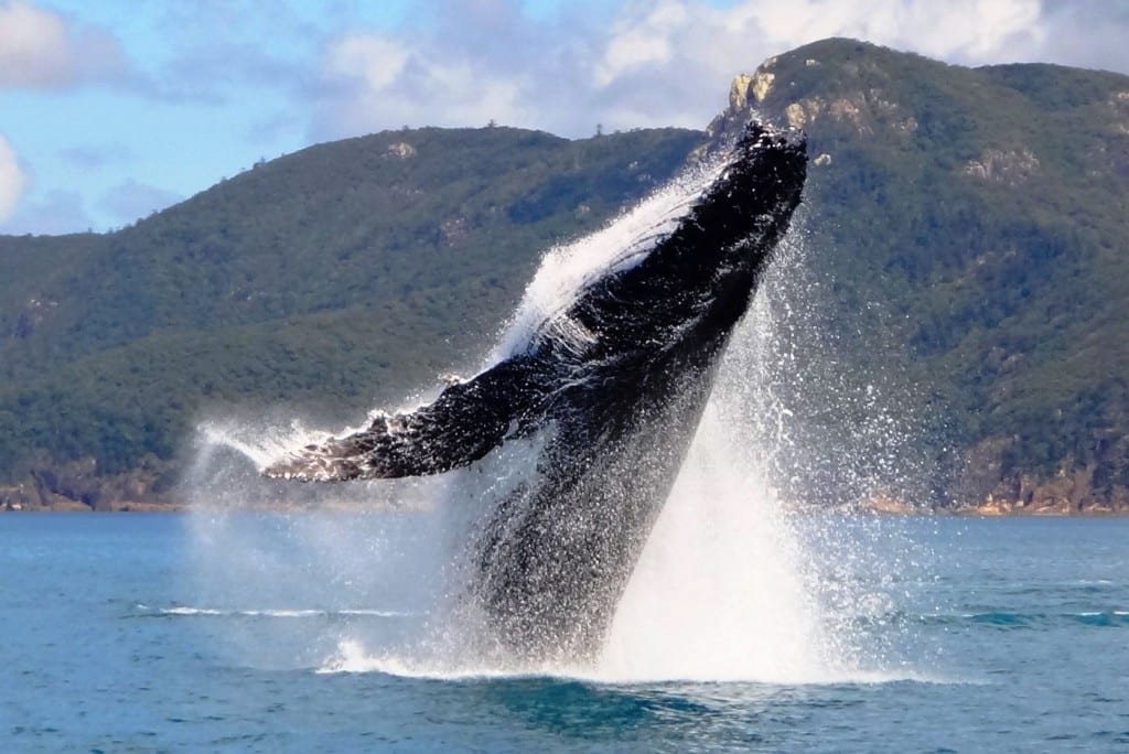 Whale breaching in the Whitsunday Islands