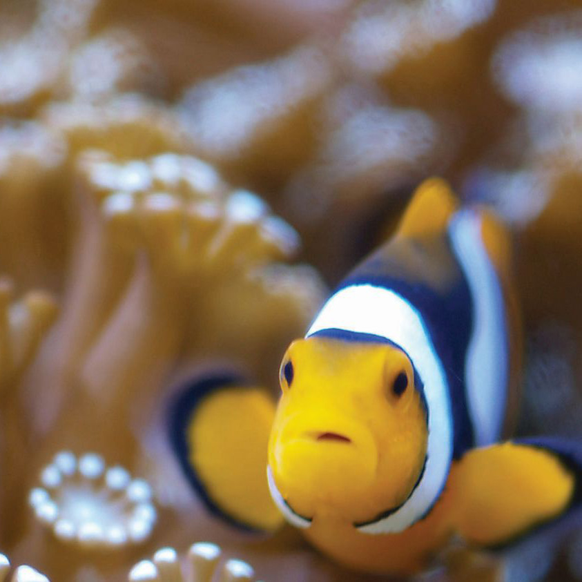 clown-fish-the-great-barrier-reef