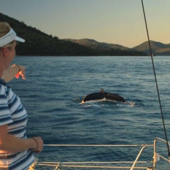 Winter is whale season in the Whitsundays. Hire a yacht or catamaran and do your own whale watching