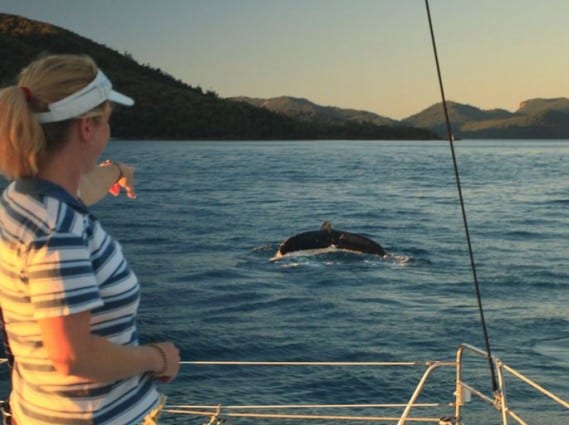 Winter is whale season in the Whitsundays. Hire a yacht or catamaran and do your own whale watching