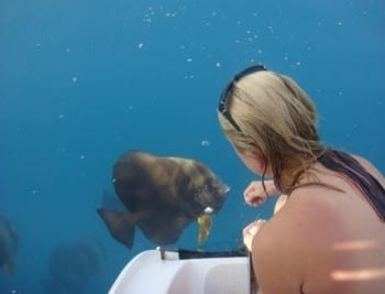Batfish are very friendly and social and love visiting bareboat charterers in the Whitsundays