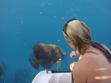 Batfish are very friendly and social and love visiting bareboat charterers in the Whitsundays