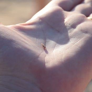 Shell in hand Whitsunday Escape hire a bareboat