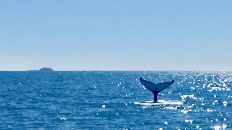 Whale tail showing Whitsunday Escape