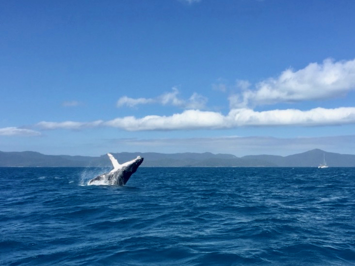 Whale breach in the Whitsundays