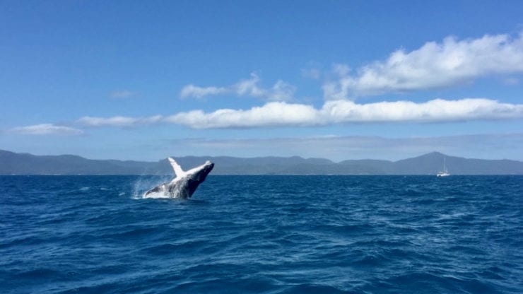 Whale breaching Whitsunday Escape