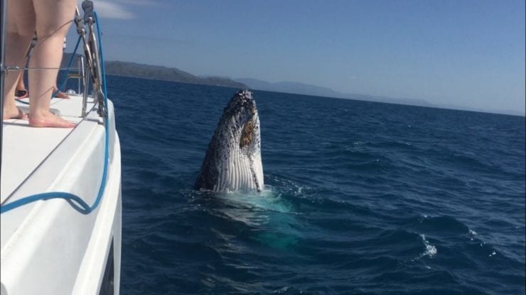 Whale watching on bareboat charter Whitsunday Escape