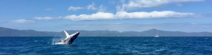 Humpback Whale breaching Whitsunday Escape