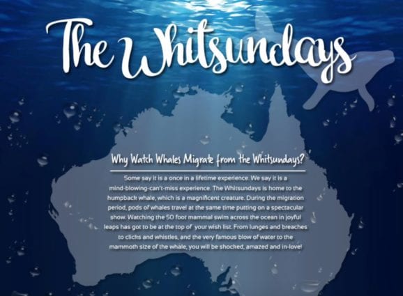 Information about whales in the Whitsundays