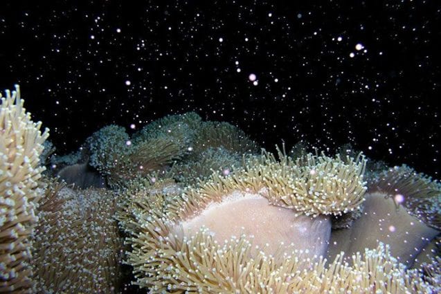 Coral spawn - The Great Barrier Reef on FB