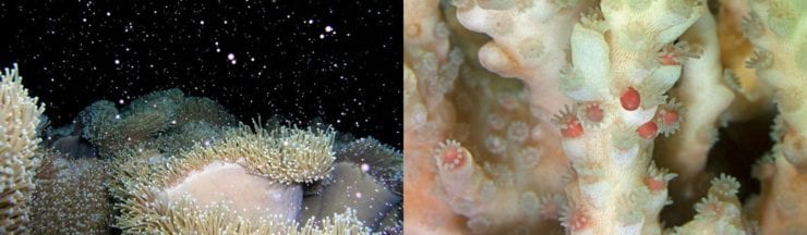 Coral spawn Great Barrier Reef
