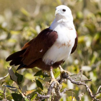 Bird wildlife fauna Whitsunday Escape™