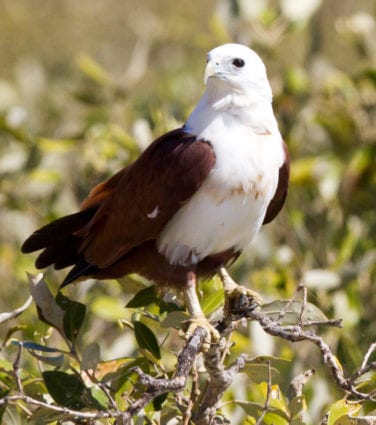 Bird wildlife fauna Whitsunday Escape™