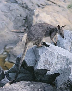 Native Australian Animals Whitsunday Escape™
