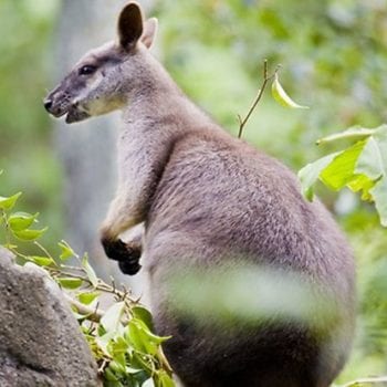 Australian Fauna by Whitsunday Escape™