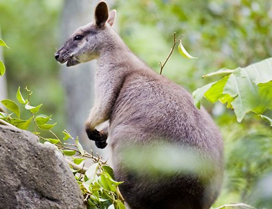 Australian Fauna by Whitsunday Escape™