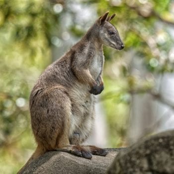 Australian native marsupials you can see when on a bareboating adventure in the Whitsundays
