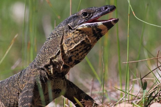 Goanna is just another qld reptile seen in the Whitsundays
