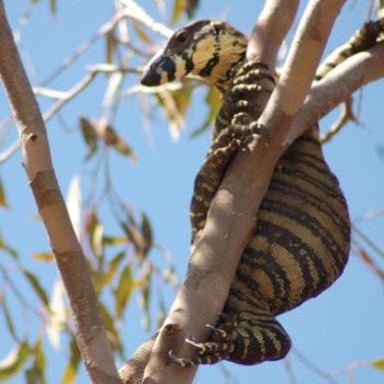 Goanna in a tree, not on a sailing boat - Whitsunday Escape™