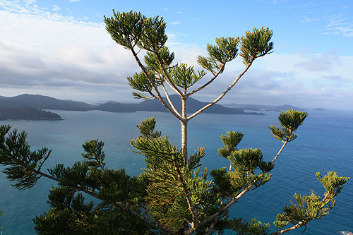 Hoop pines in the whitsundays