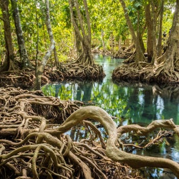 mangroves whitsunday flora walks