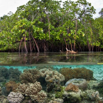mangroves and coral great barrier reef whitsunday islands explore adventure with Whitsunday Escape™
