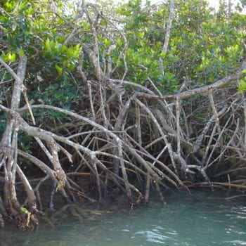 whitsunday island mangroves boating holidays with Whitsunday Escape™