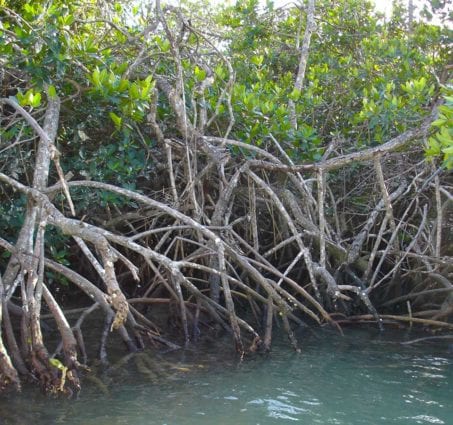 whitsunday island mangroves boating holidays with Whitsunday Escape™