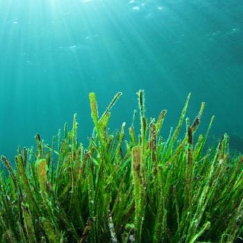 coral seagrass rays through the water with Whitsunday Escape™