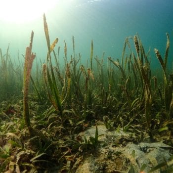 seagrass coral seaweed underwater island sightseeing