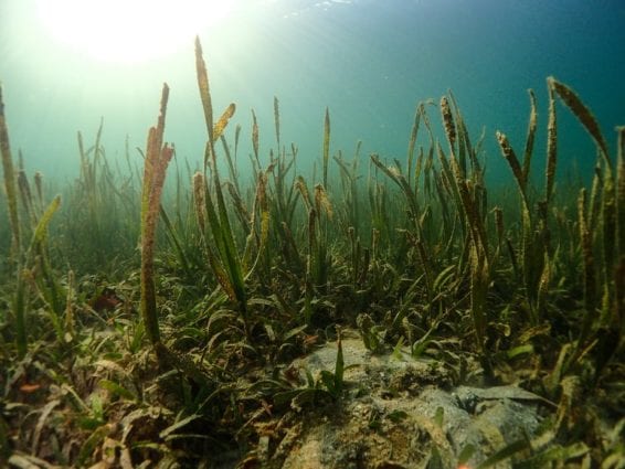 seagrass coral seaweed underwater island sightseeing
