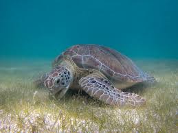 Sea turtle whitsunday ocean floor with Whitsunday Escape™
