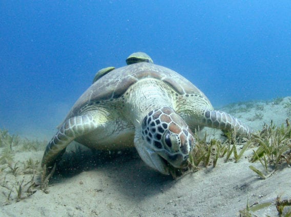 Sea turtle explore the whitsundays with Whitsunday Escape™