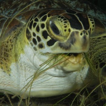 Seagrass Eating Turtle underwater marine life in the Whitsundays - Whitsunday Escape™
