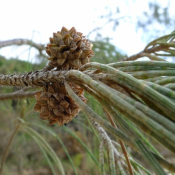 Whitsunday Island She Oak's