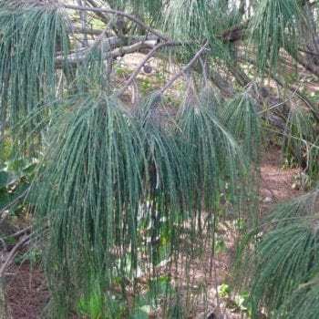 Whitsunday She Oak with Whitsunday Escape™