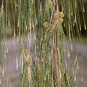 Trees leaves and plants you can see in the Whitsundays - Whitsunday Escape™