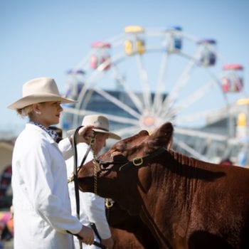 Lady and cow at Ekka