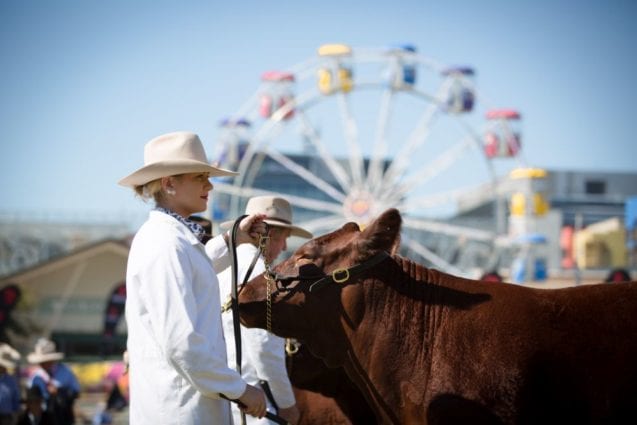 Lady and cow at Ekka